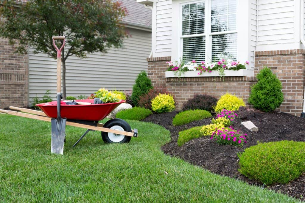 heelbarrow standing on a neat manicured green lawn alongside a flowerbed while planting a celosia flower garden around a house with fresh spring plants