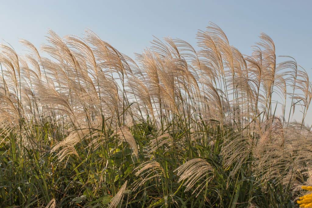 japanese silvergrass, miscanthus sinensis in evening sun country side