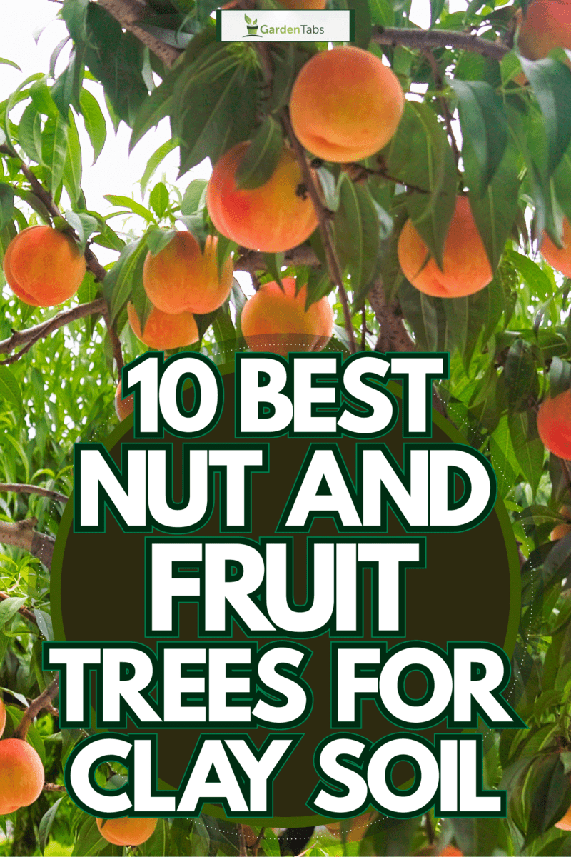 Dozens of ripe peaches at a peach tree, 10 Best Nut And Fruit Trees For Clay Soil