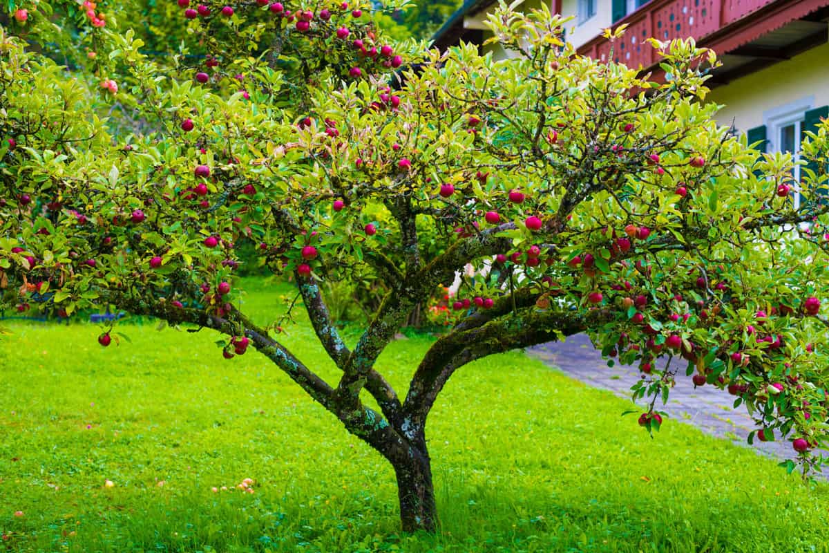 A healthy blooming apple tree