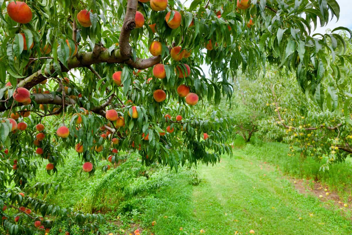 A huge plantation of peach trees