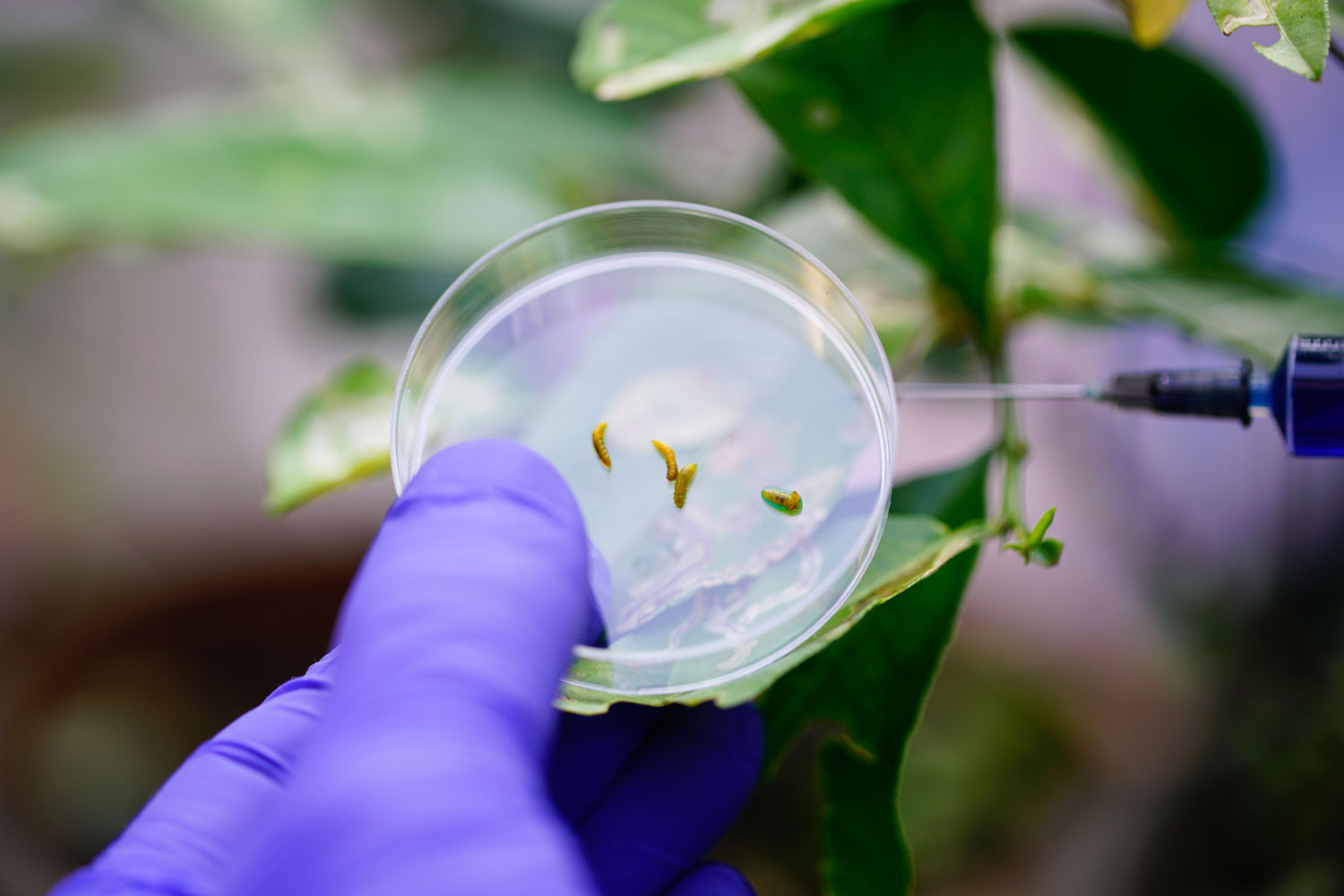 A scientist collecting larvae and placing them on a petri dish