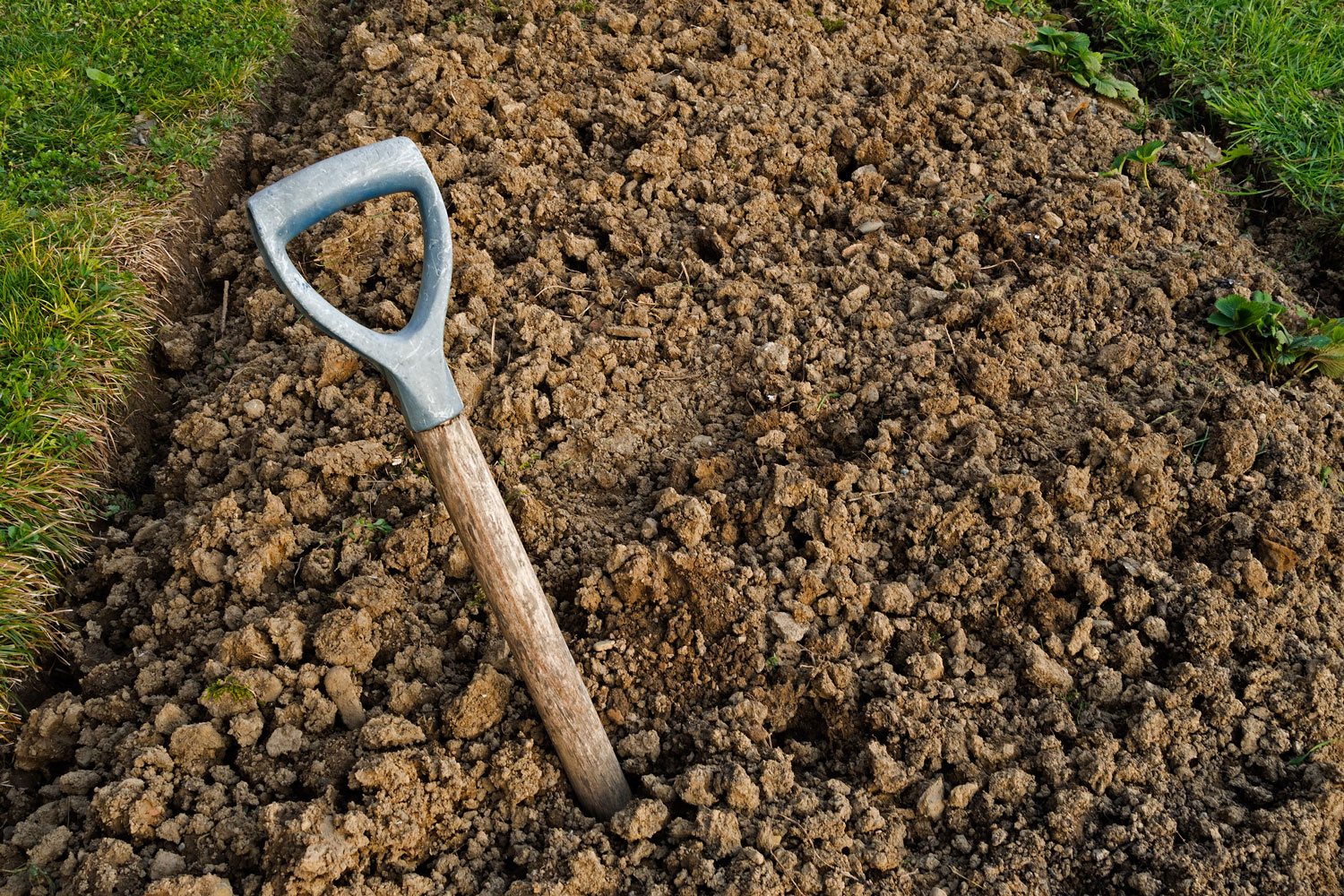 A shovel used for plowing at the garden