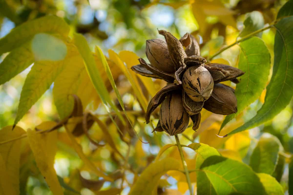 A small bunch of Pecan Walnut at a tree