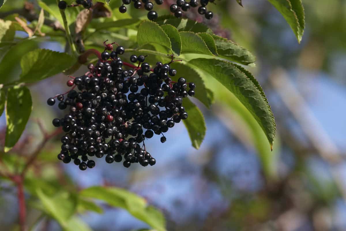 A small bunch of black elderberries