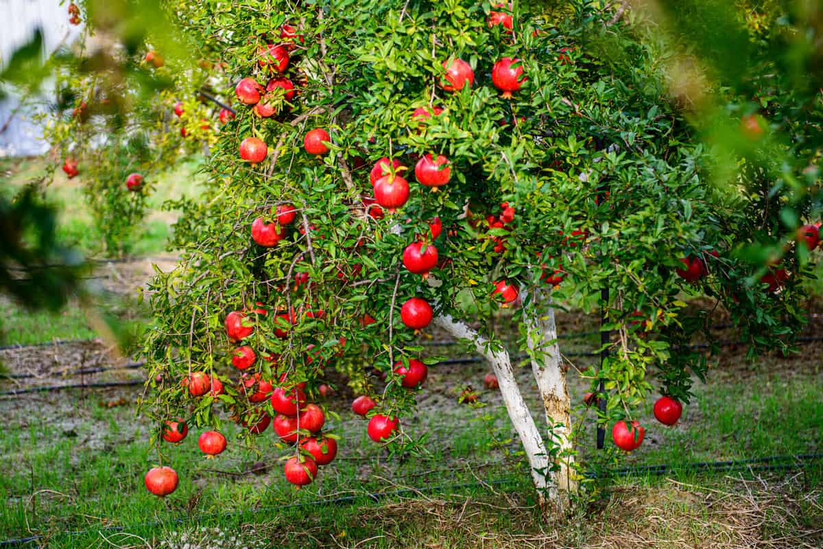 A small pomegranate tree filled with its bearings
