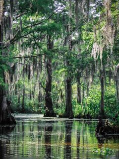 A bald cypress trees and other plant life native to the Louisiana Bayou, Can Bald Cypress Grow In Shade?