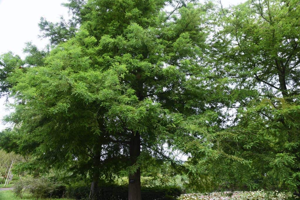 Bald cypress is a cupressaceae deciduous conifer that grows in wetlands