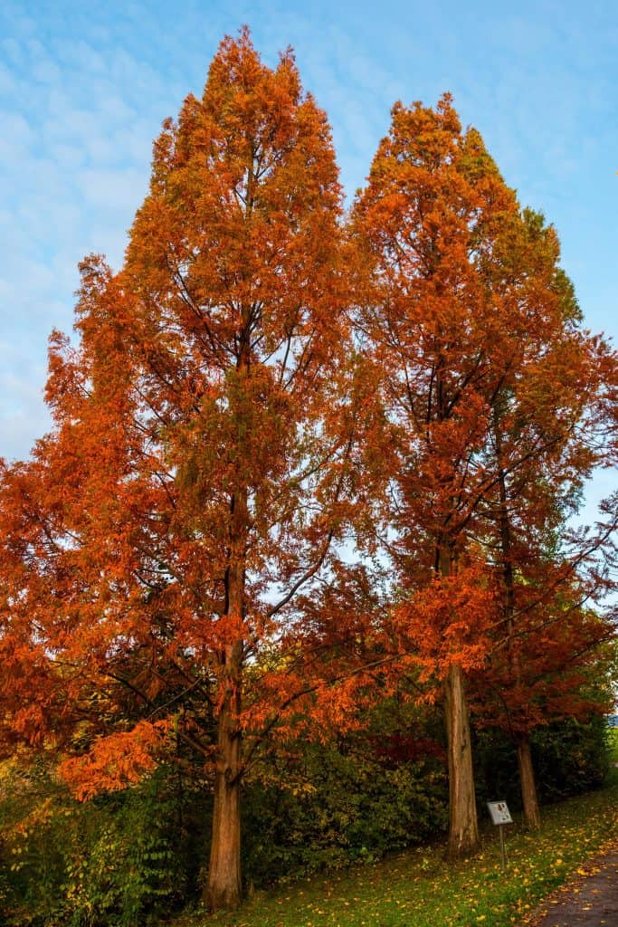 Bald cypresses with orange leaves in autumn