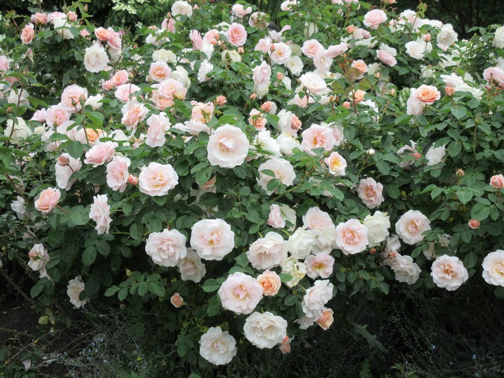 Bright white peach roses pretty lady floribunda