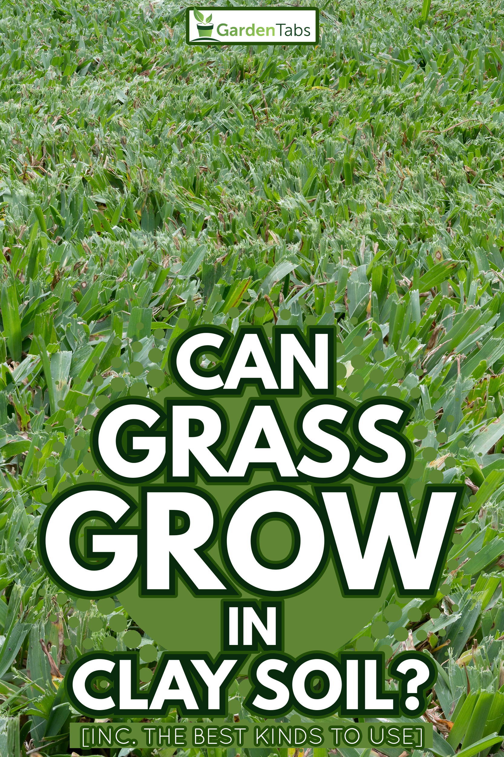 Buffalo Grass lawn freshly mown - Can Grass Grow In Clay Soil [Inc. The Best Kinds To Use]