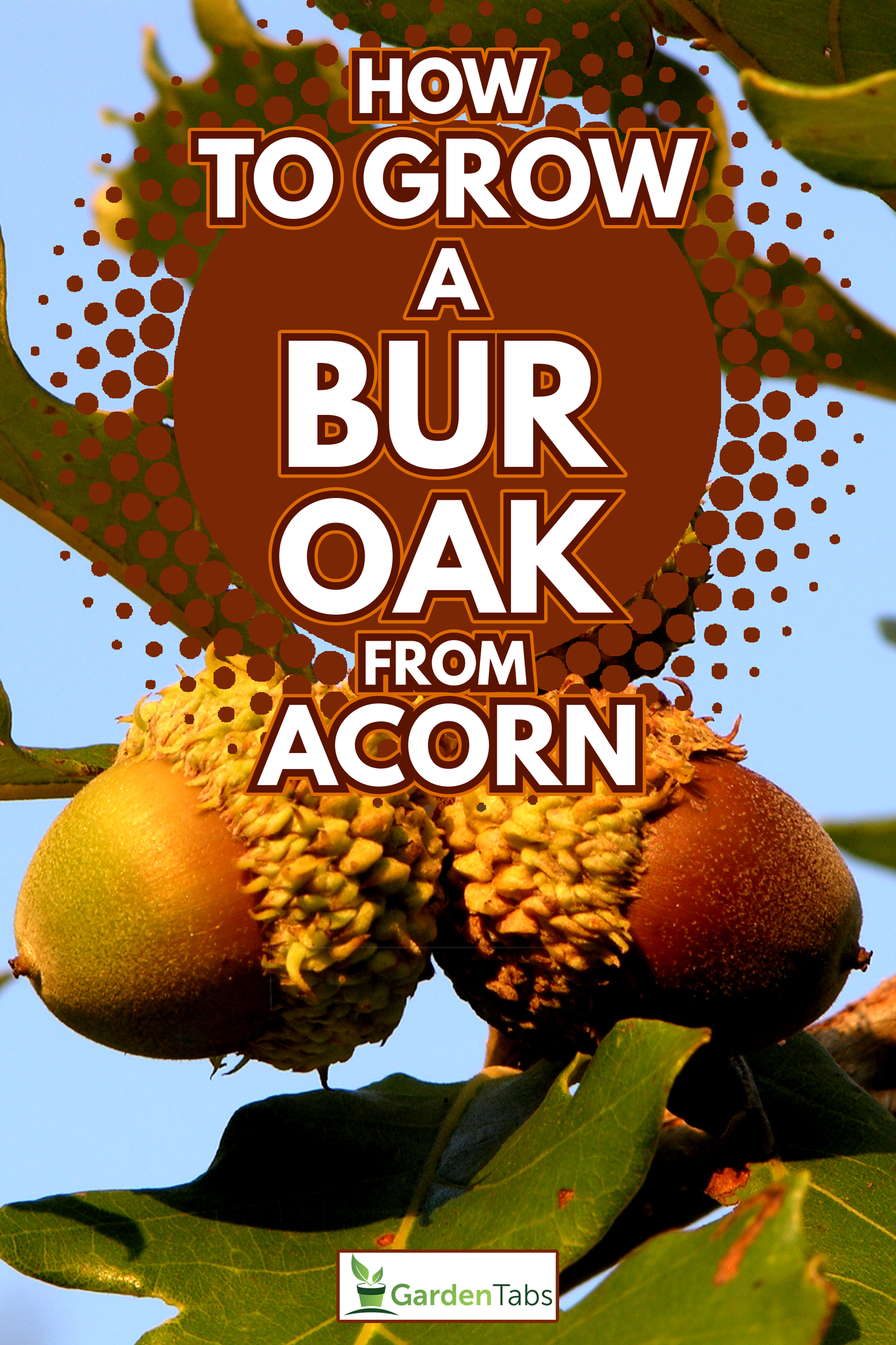 Bur Oak Acorn Cluster (Quercus macrocarpa) just starting to ripen - How To Grow A Bur Oak From Acorn