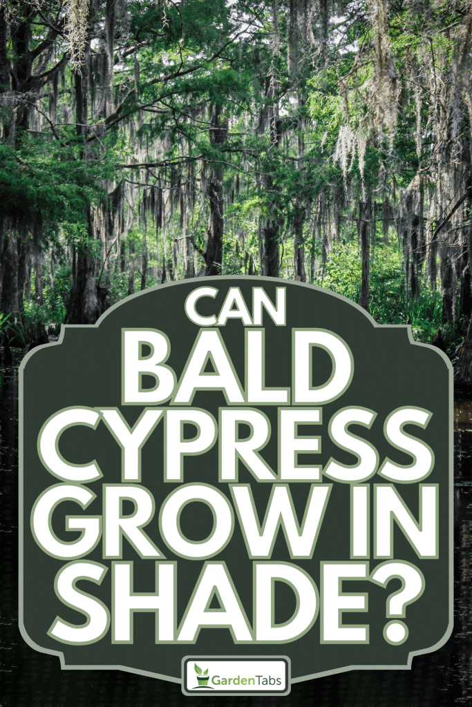 Bald cypress trees and other plant life native to the Louisiana Bayou, Can Bald Cypress Grow In Shade?
