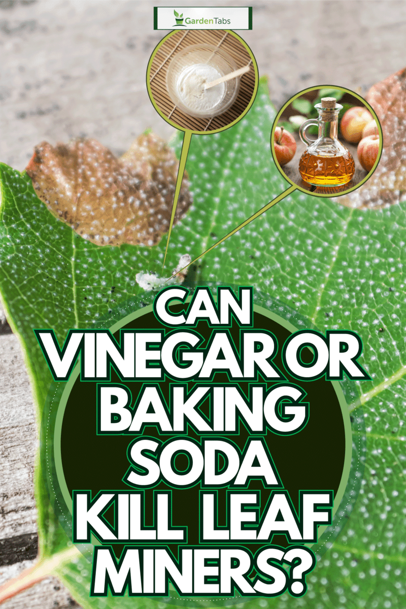 A leaf miner larvae crawling on the leaf, Can Vinegar Or Baking Soda Kill Leaf Miners?