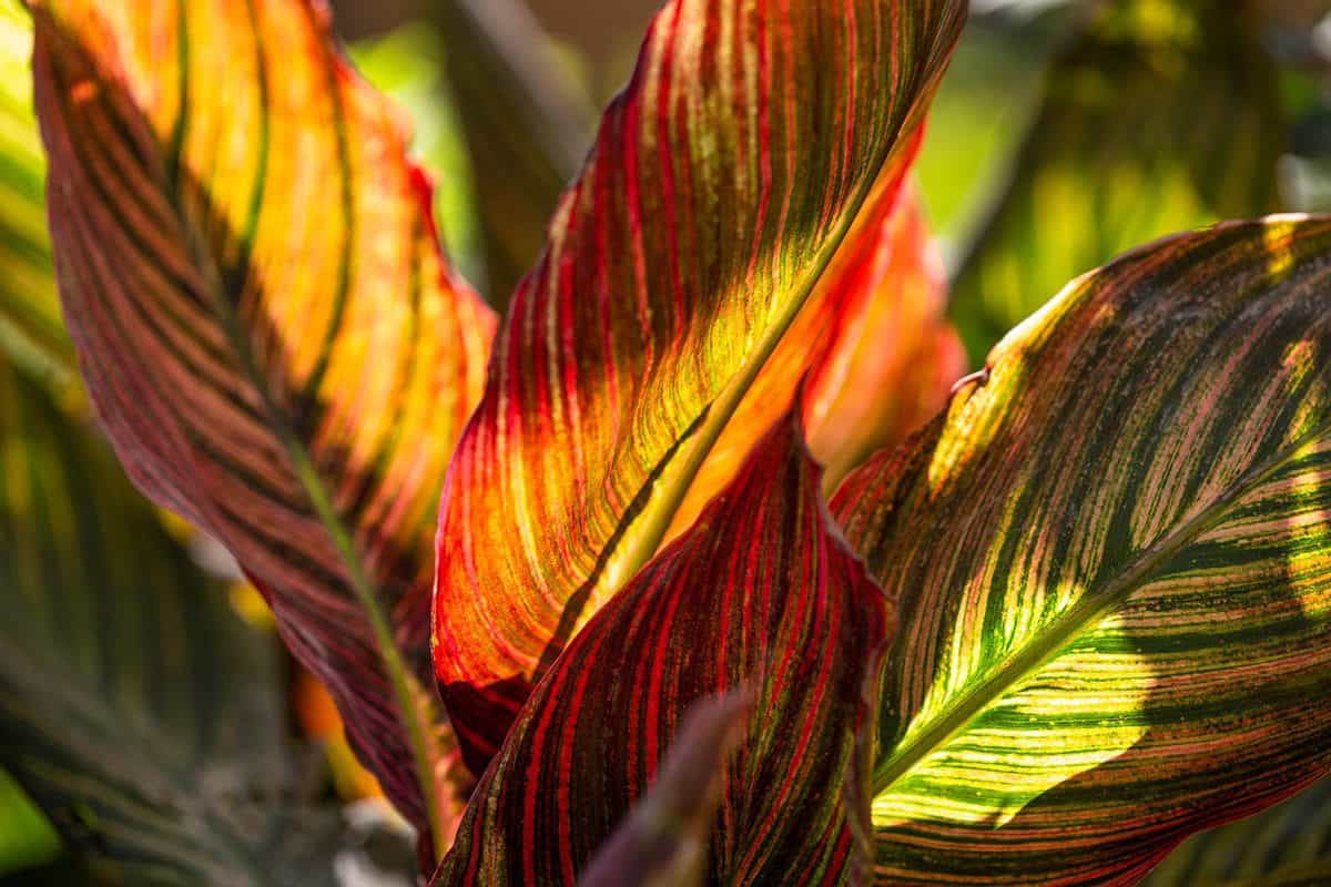 Canna Tropicanna plant leaf