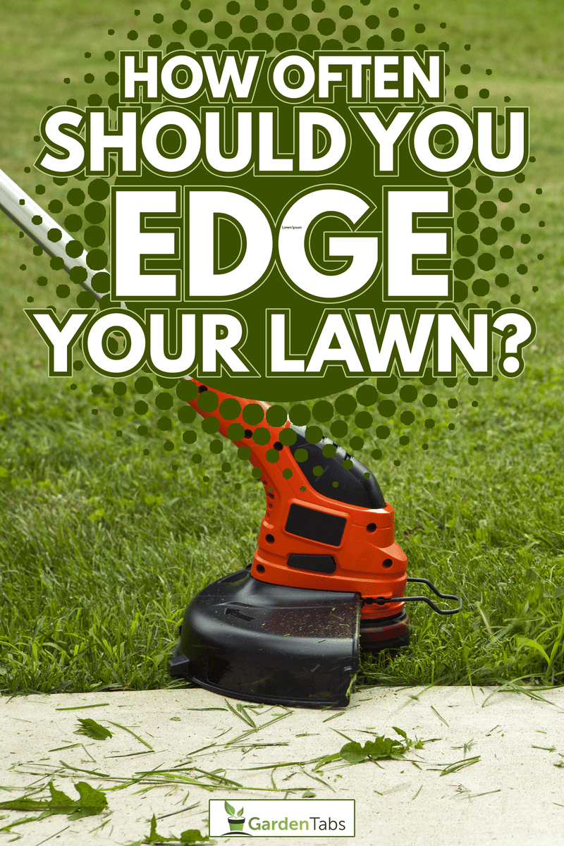 Close-up of a string trimmer cutting the grass along a concrete sidewalk - How Often Should You Edge Your Lawn