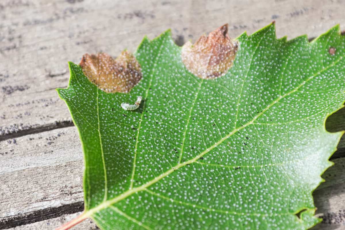 Closeup of a birch leafminer worm on a leaf.