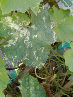 Damage squash leaves caused by leafminers, Can Neem Oil Kill Leaf Miners?