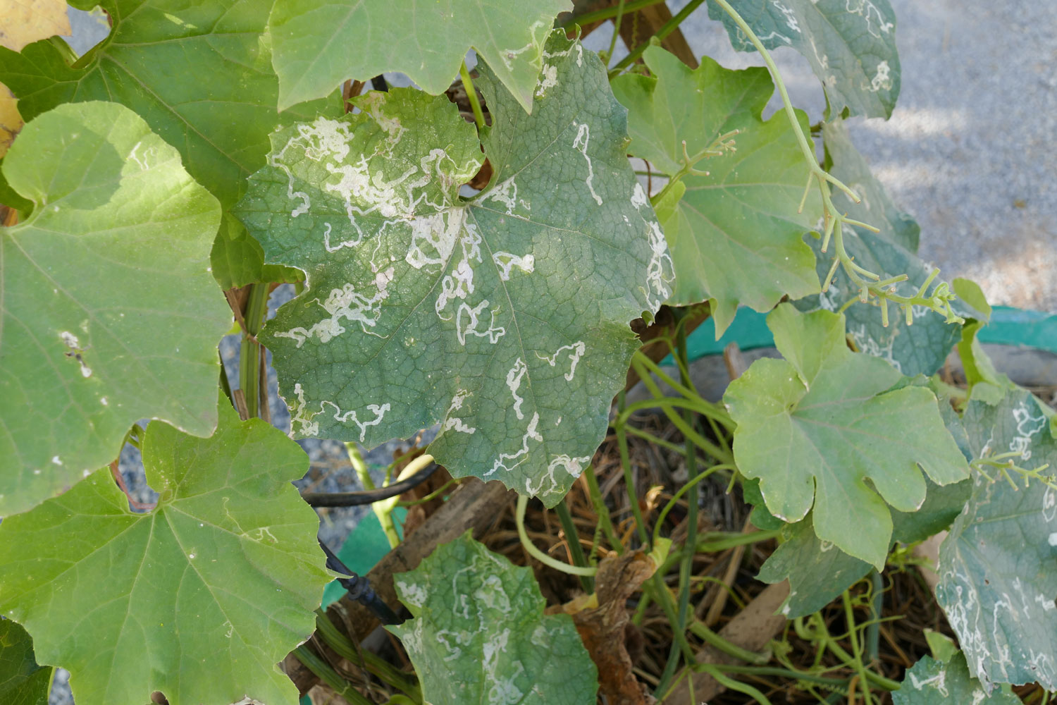 Damage squash leaves caused by leafminers