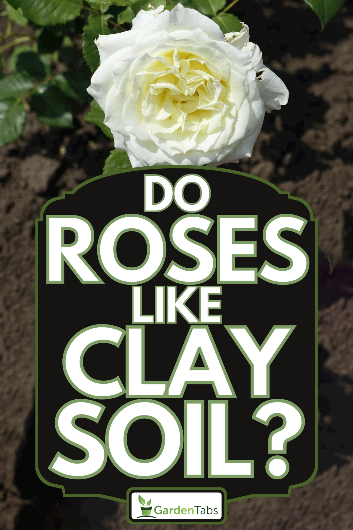 White garden rose flower is blooming on the garden, Do Roses Like Clay Soil?