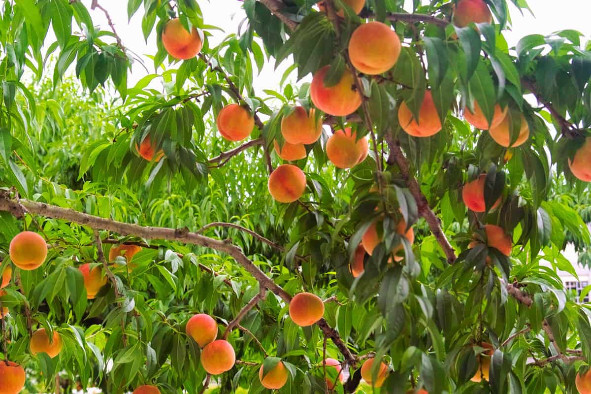 Dozens of ripe peaches at a peach tree