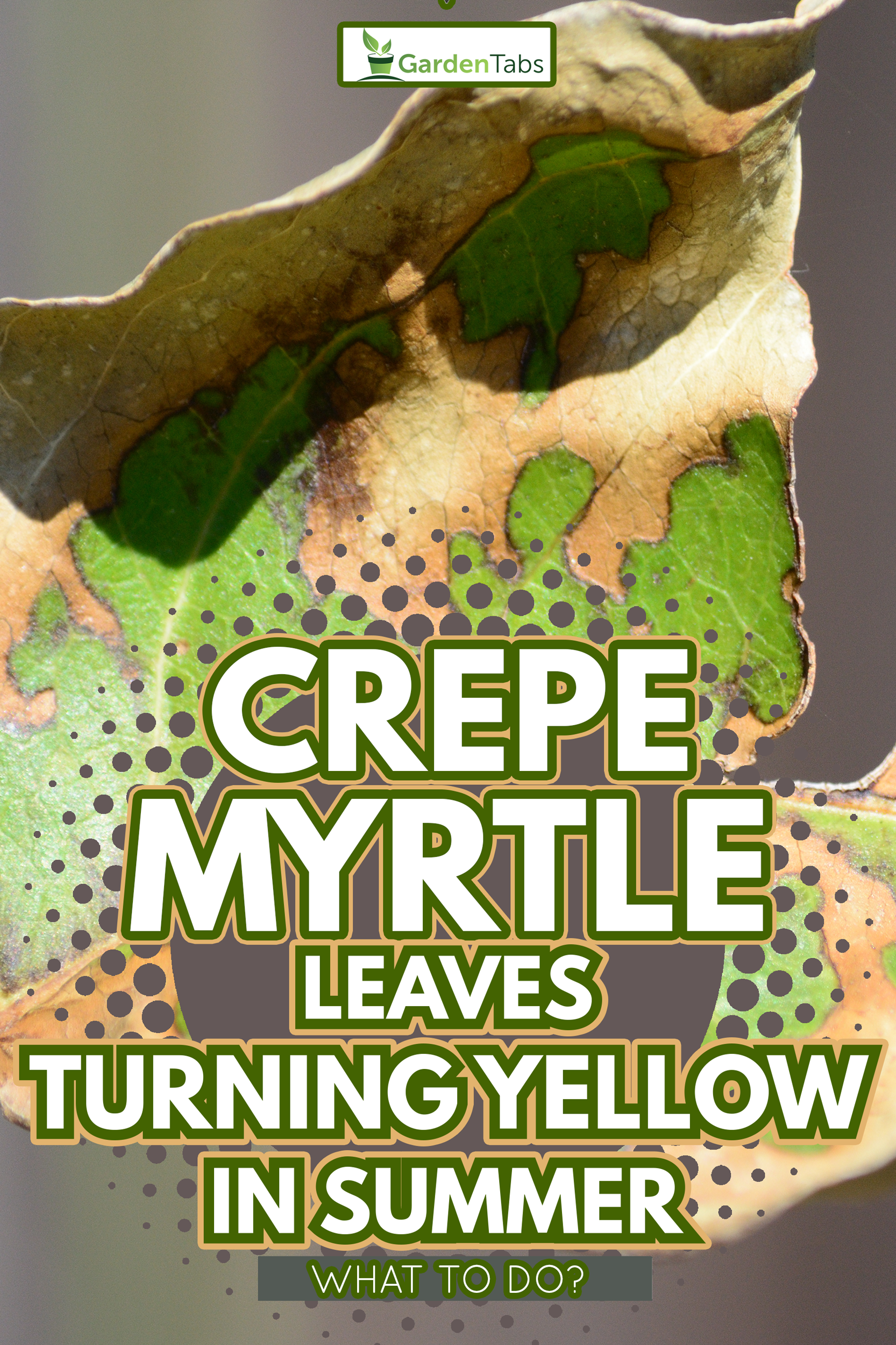 Dying crepe myrtle leaf with single spider web spun across gap - Crepe Myrtle Leaves Turning Yellow In Summer - What To Do