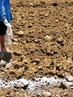 A farmer sprinkle gypsum to correct the acidity of the soil, How Much Gypsum To Add To Clay Soil