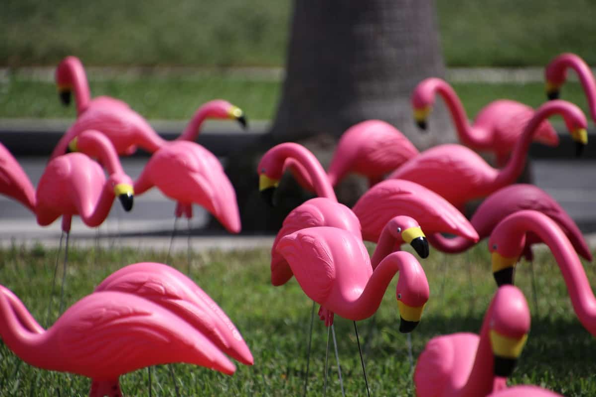 Flock of pink plastic flamingos in green grass lawn for breast cancer awareness.