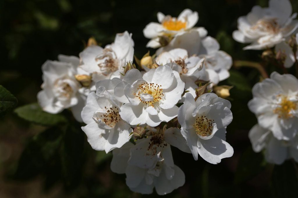 Flowers of a rambling rector rose