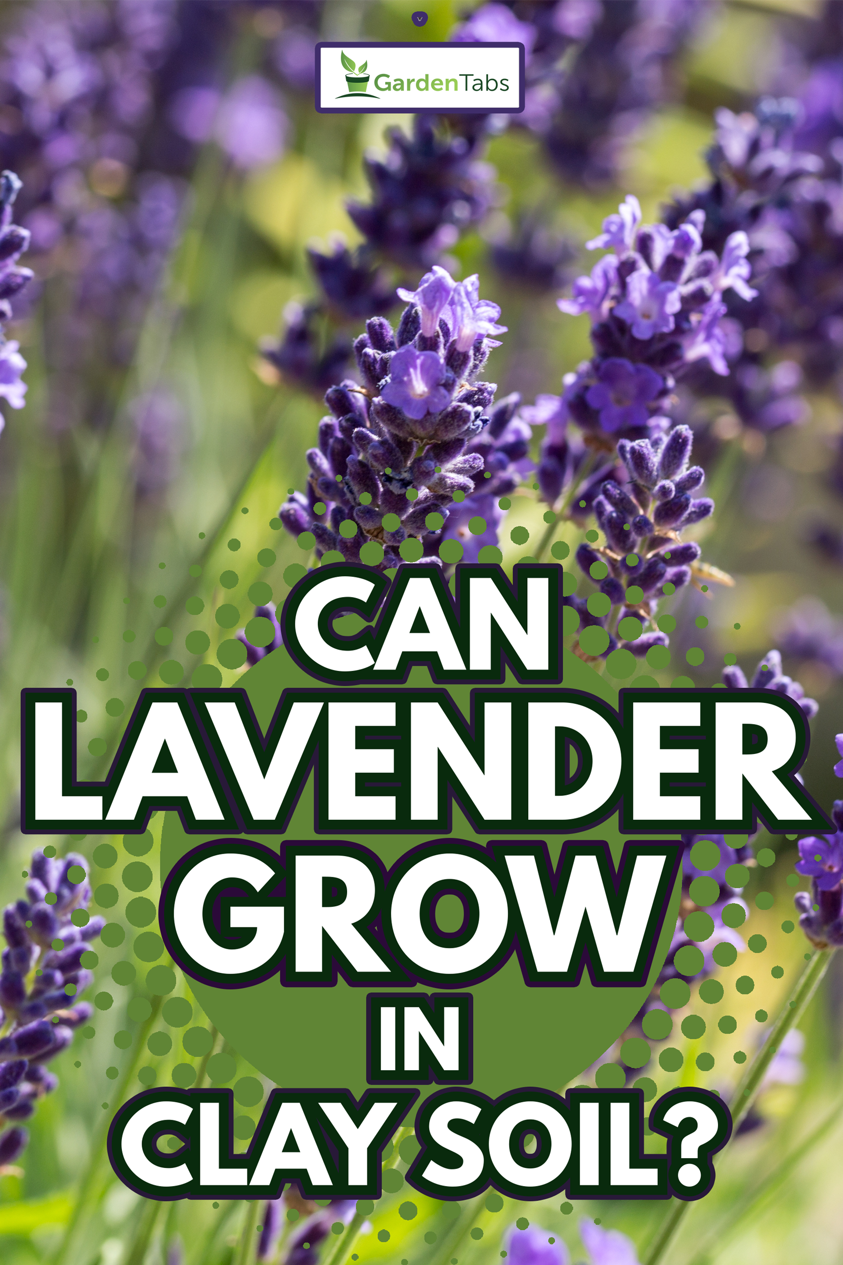 Garden with the flourishing lavender - Can Lavender Grow In Clay Soil