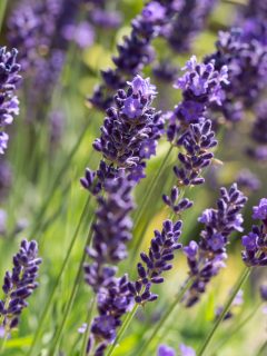 Garden with the flourishing lavender - Can Lavender Grow In Clay Soil
