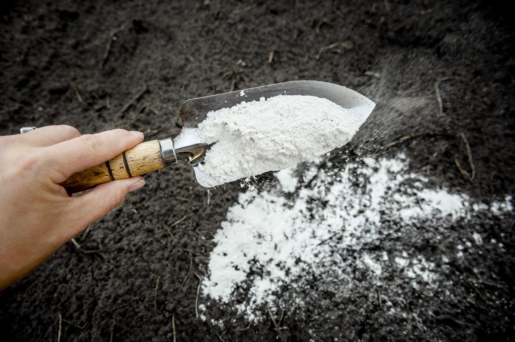 Gardener mixing dolomitic limestone powder in garden soil