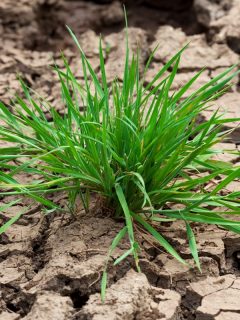 A green grass growing on cracked soil, How To Keep Clay Soil From Cracking [3 Methods To Know]