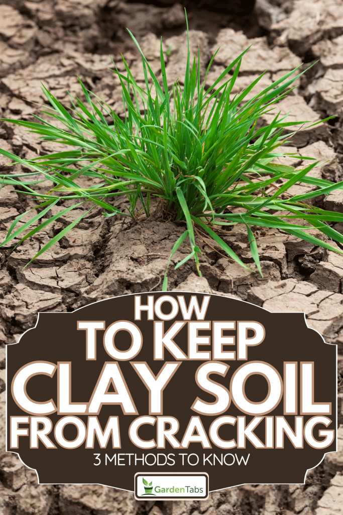 Green grass growing on cracked soil, How To Keep Clay Soil From Cracking [3 Methods To Know]