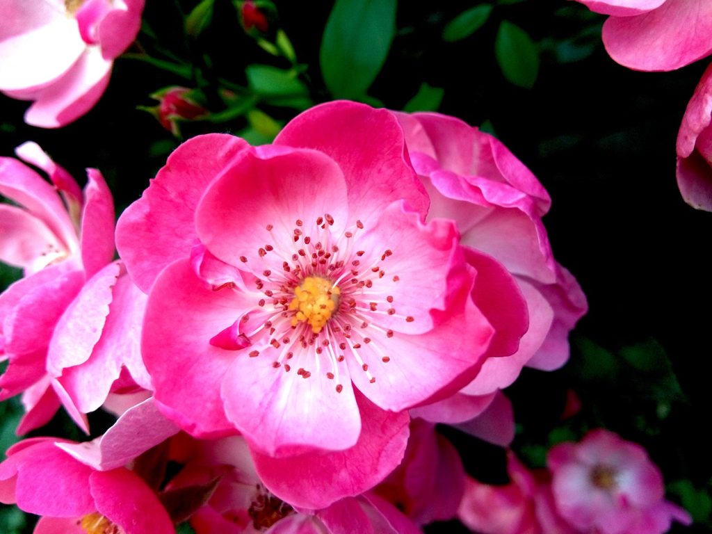 Hungarian rose (Rosa gallica) flowers