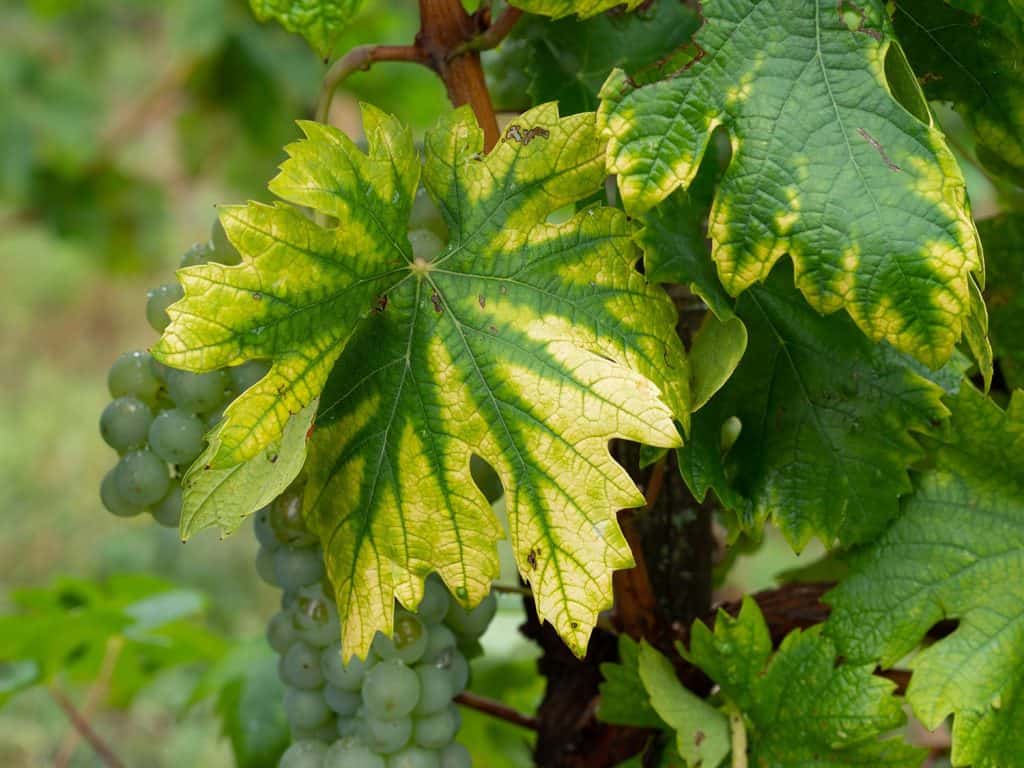 Interveinal chlorosis caused by iron or nitrogen deficiency on a grapevine with grapes