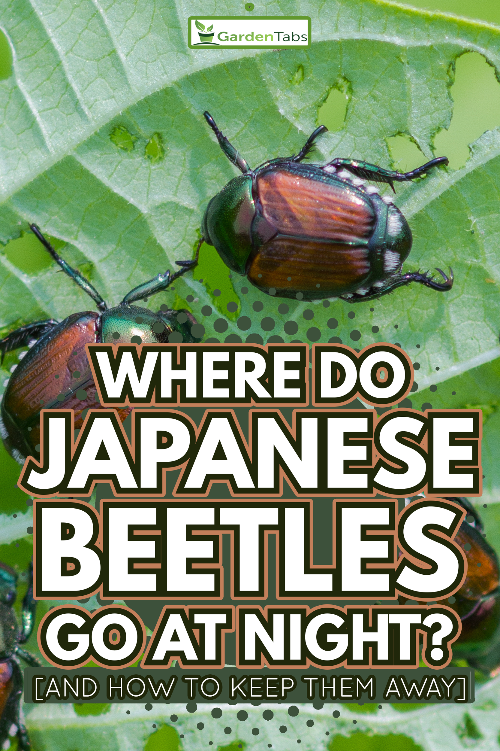 Invasive beetles eating string bean leaves in a garden - Where Do Japanese Beetles Go At Night And How To Keep Them Away 