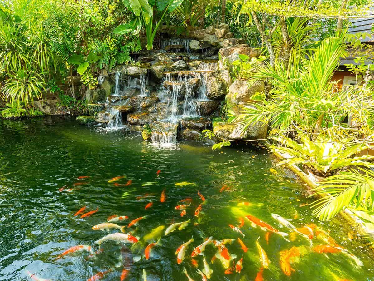 Koi carp fishes in the pond of Phuket botanical carden