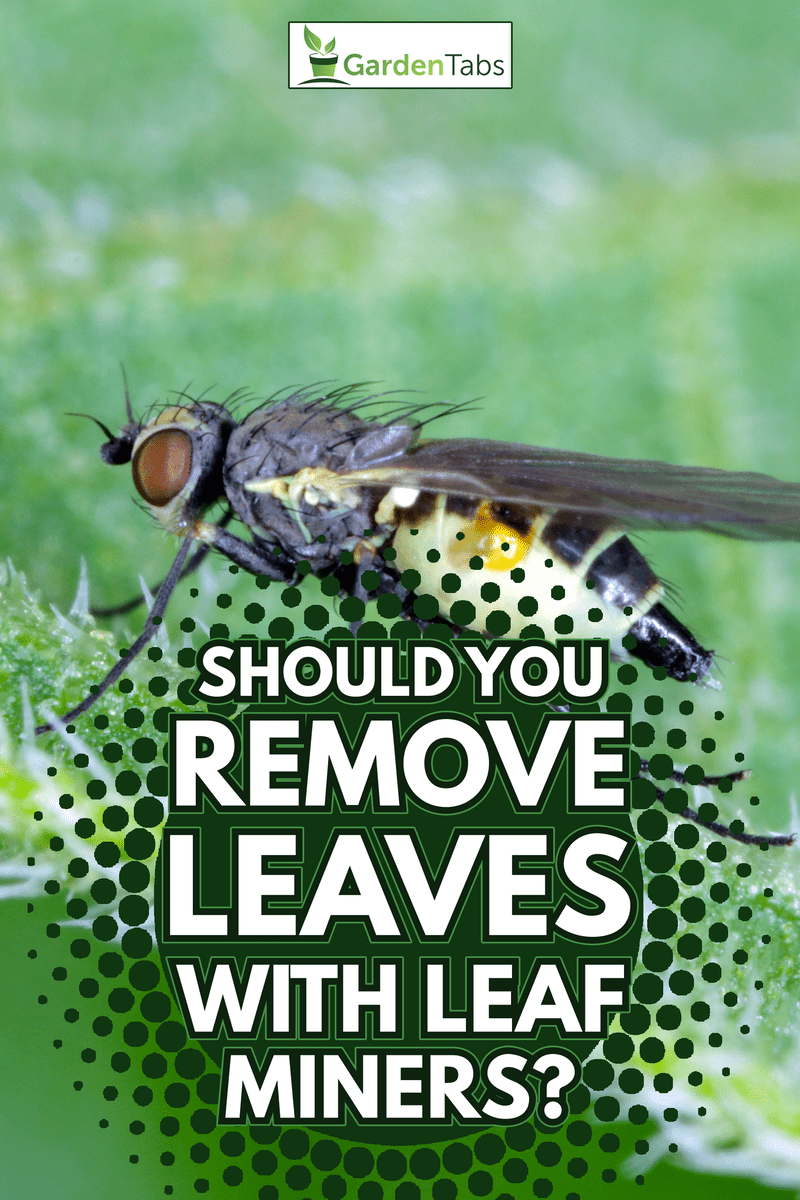 Leaf-miner flie - Agromyzidae (Liriomyza sp.) on the leaf - Should You Remove Leaves With Leaf Miners