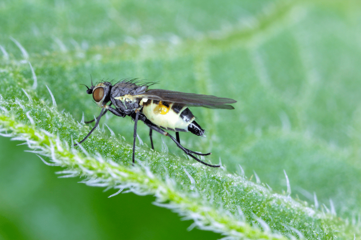 Leaf-miner flie - Agromyzidae (Liriomyza sp.) on the leaf.