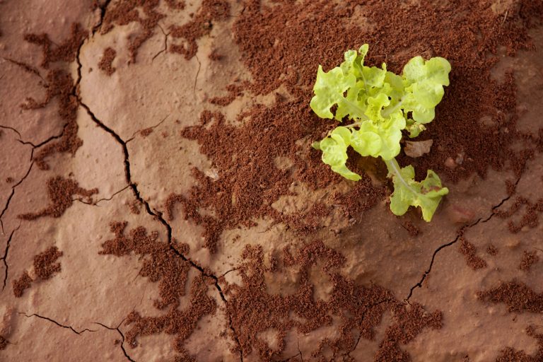 Lettuce green outbreak sprout over red clay floor, texture background - Should You Add Sand To Clay