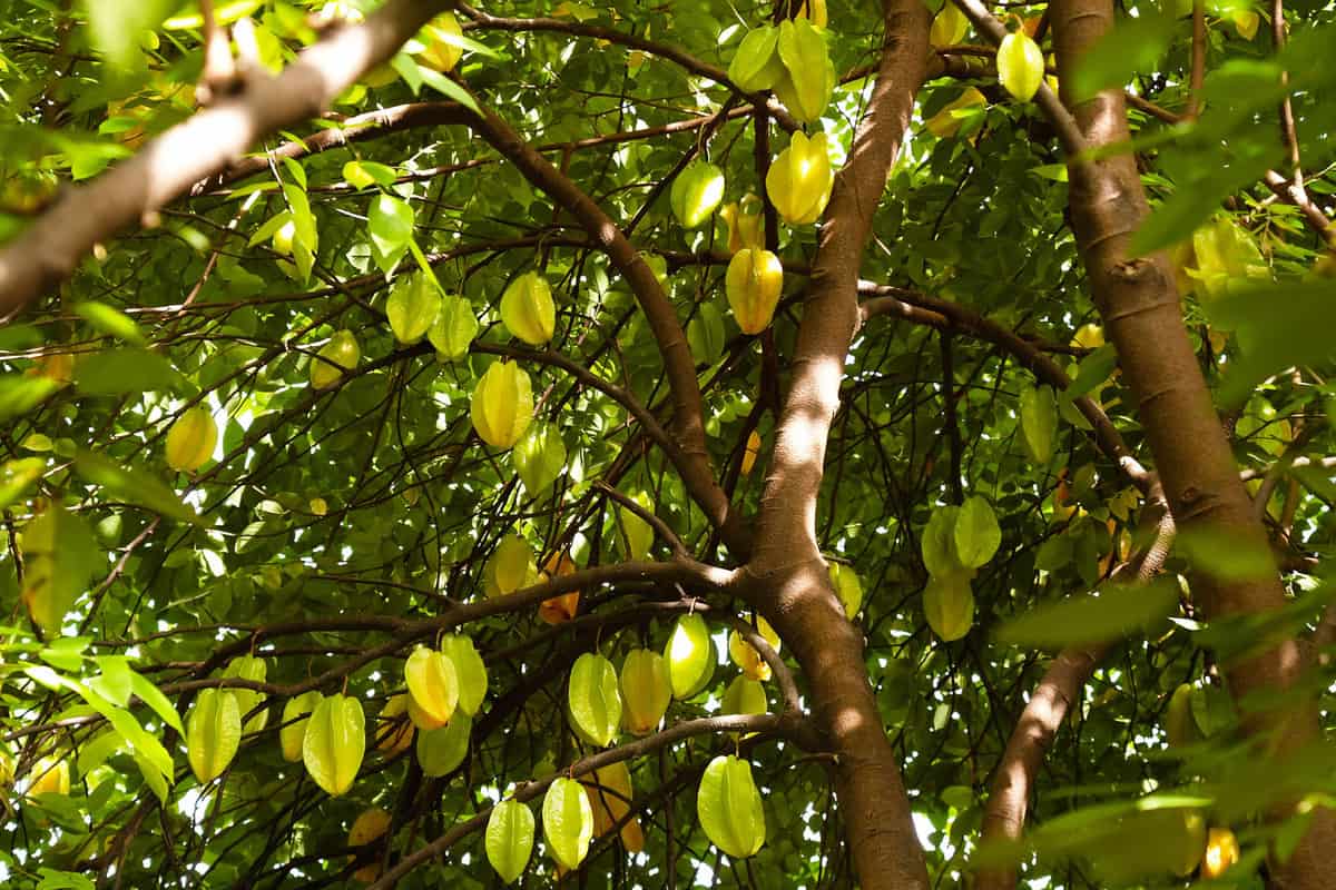 Lots of ripe star fruits at a star fruit tree
