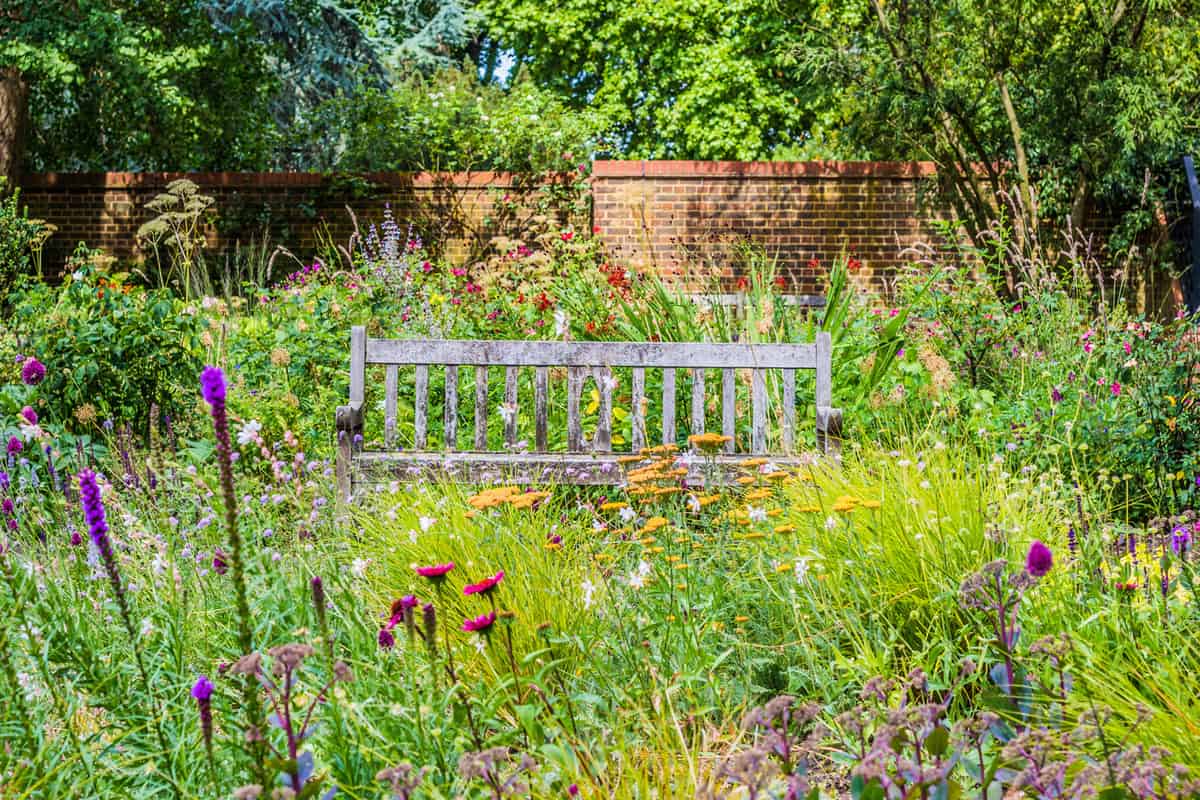 Lovely English Garden on a summer day with a wooden bench surrounded by wildflowers and trees