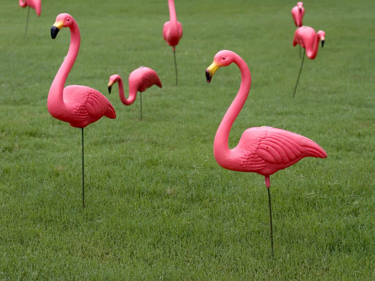 Pink Plastic Flamingos on lawn.