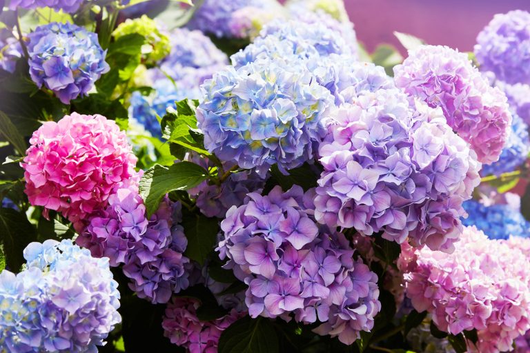 Pink, blue, lilac, violet, purple Hydrangea flower (Hydrangea macrophylla) blooming in spring and summer in a garden, Do Hydrangeas Like Clay Soil? [And How To Grow Them]