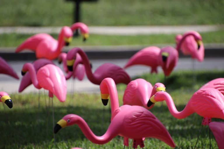 Plastic Flamingoes in Yard, What Do Pink Flamingos In Your Yard Mean?