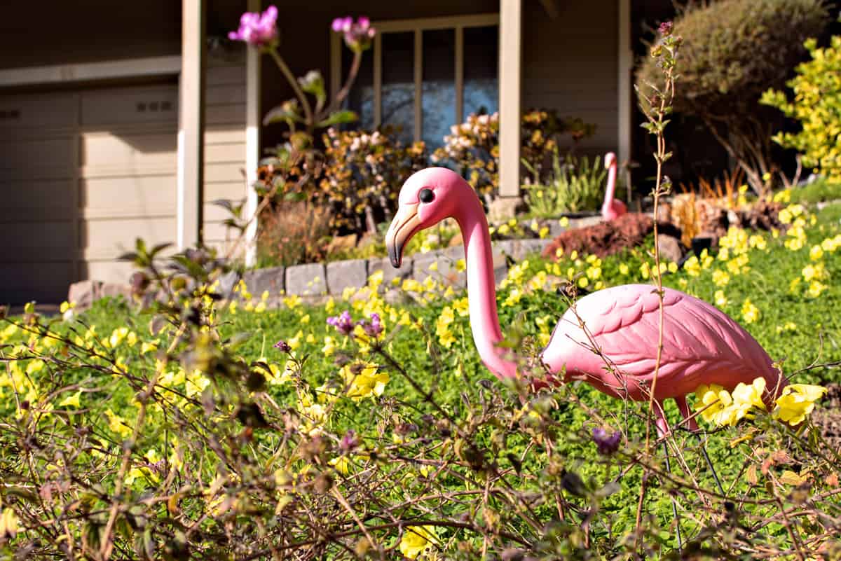 Plastic Pink Flamingo in the Front Garden