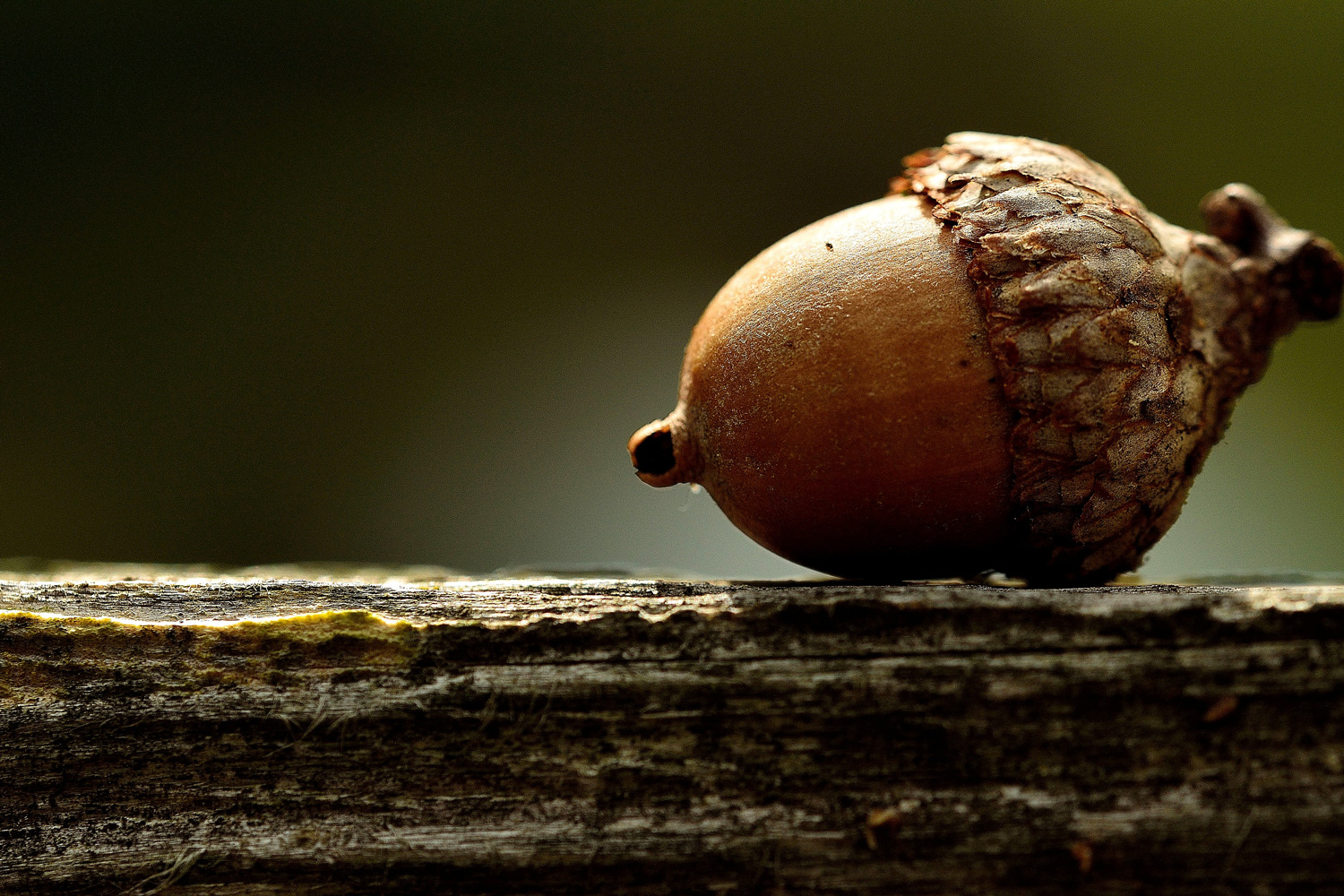 Single acorn on a piece of wood
