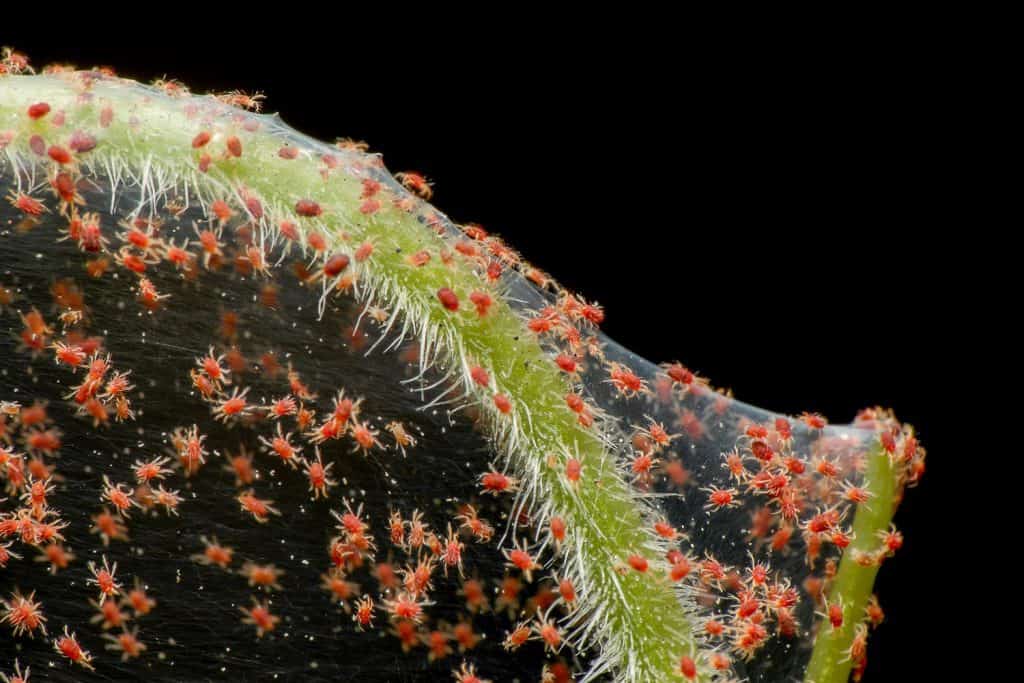 Super macro photo of group of red spider mite infestation on vegetable