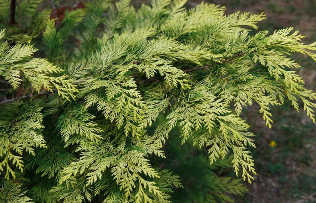 Taxodium distichum is a deciduous coniferous tree of the cypress family
